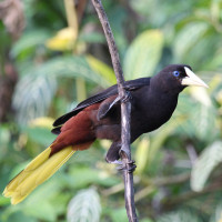 Crested Oropendola